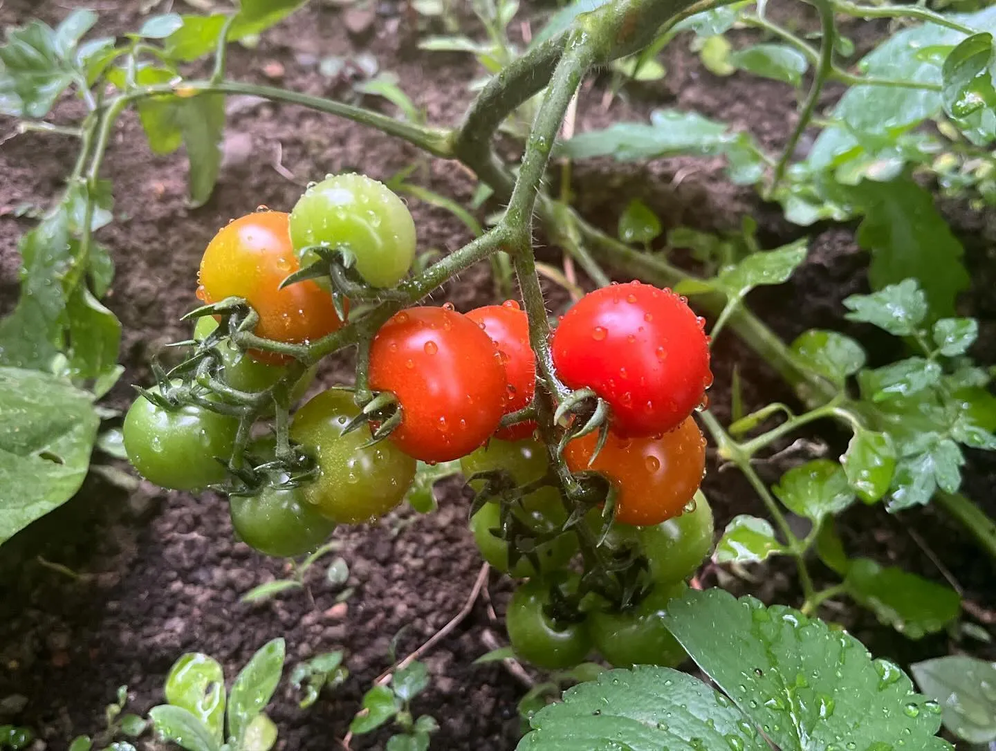 畳除菌おすすめです！